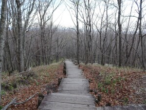 3日目　釧路湿原遊歩道1